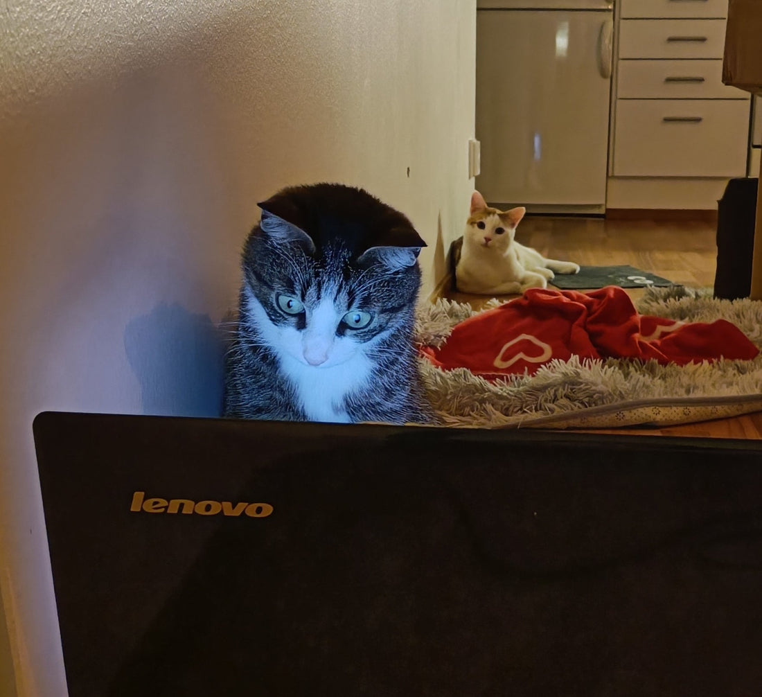 How did I end up working with clay?